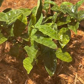 Photo of the plant species Tea by @Amatsuki named Bruce Lee on Greg, the plant care app