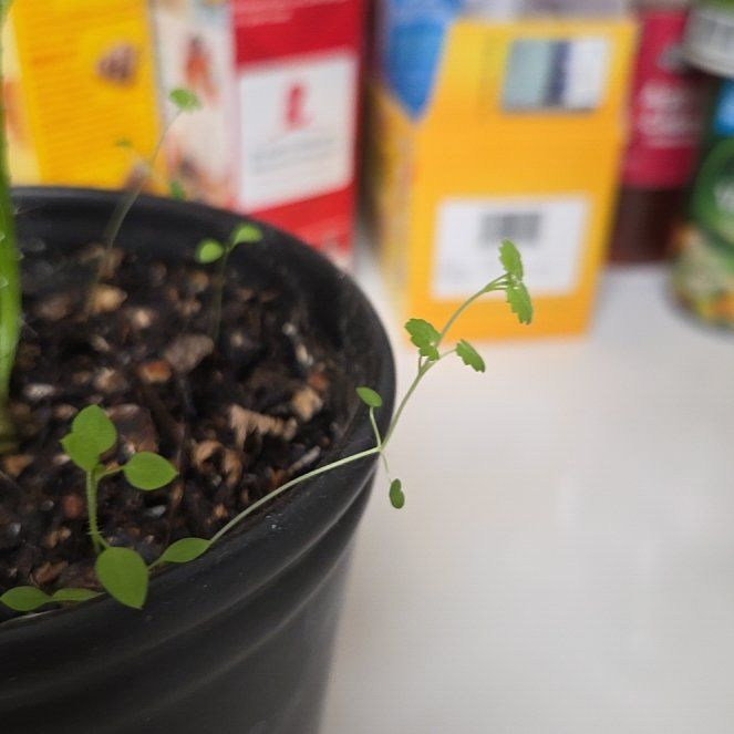 Photo of the plant species Common Chickweed by @StaunchLovage98 named Mollie on Greg, the plant care app