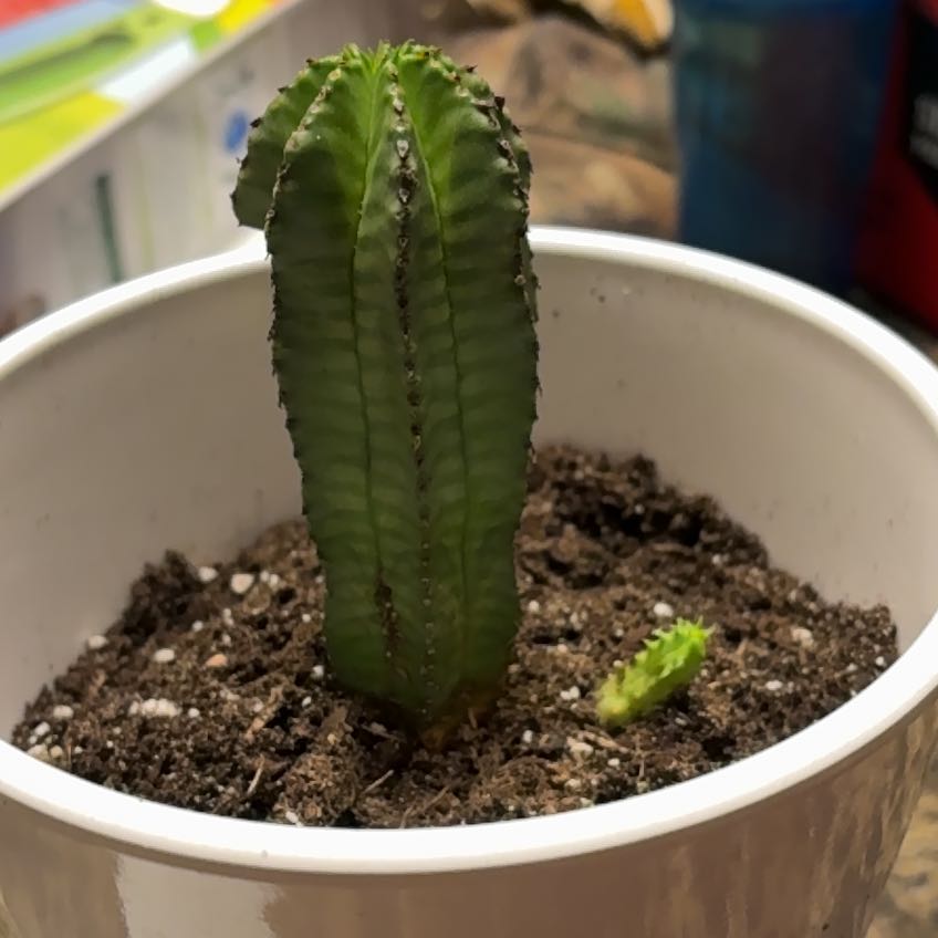 Photo of the plant species Euphorbia anoplia by @AceChinotto67 named Leonardo on Greg, the plant care app