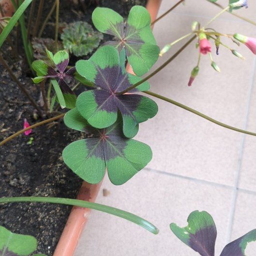 Photo of the plant species Iron Cross by @ExecSeastock86 named Leaf Erickson on Greg, the plant care app