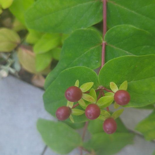 Photo of the plant species Hypericum Androsaemum by @ExecSeastock86 named LiloStitch on Greg, the plant care app