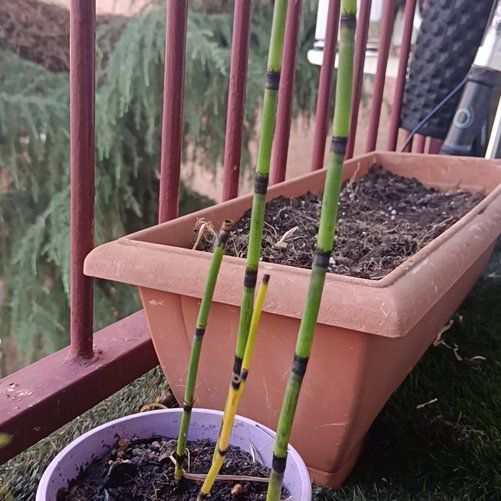 Photo of the plant species Common Scouring-Rush by @NotablePignut56 named Cola de caballo on Greg, the plant care app