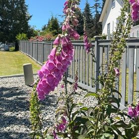 Photo of the plant species Common Foxglove by @BigSucc2 named Bella on Greg, the plant care app