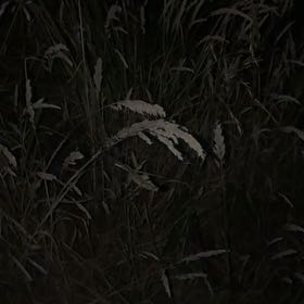 Photo of the plant species Reed Canarygrass by @BigSucc2 named Peter Parker on Greg, the plant care app