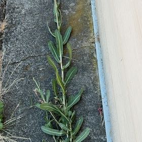 Photo of the plant species Oil Lettuce by @BigSucc2 named Figyonce on Greg, the plant care app