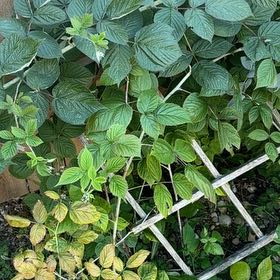 Photo of the plant species European Red Raspberry by @BigSucc2 named Girlfrond on Greg, the plant care app