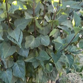 Photo of the plant species Lilac by @BigSucc2 named Gregarious on Greg, the plant care app