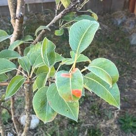 Photo of the plant species Common Pear by @BigSucc2 named Denali on Greg, the plant care app