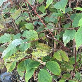 Photo of the plant species Ramie Chinese Grass by @BigSucc2 named Osmo on Greg, the plant care app