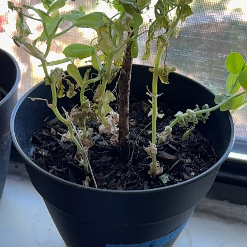 Photo of the plant species Sugar Snap Peas by @YesBeans11 named Zeus on Greg, the plant care app