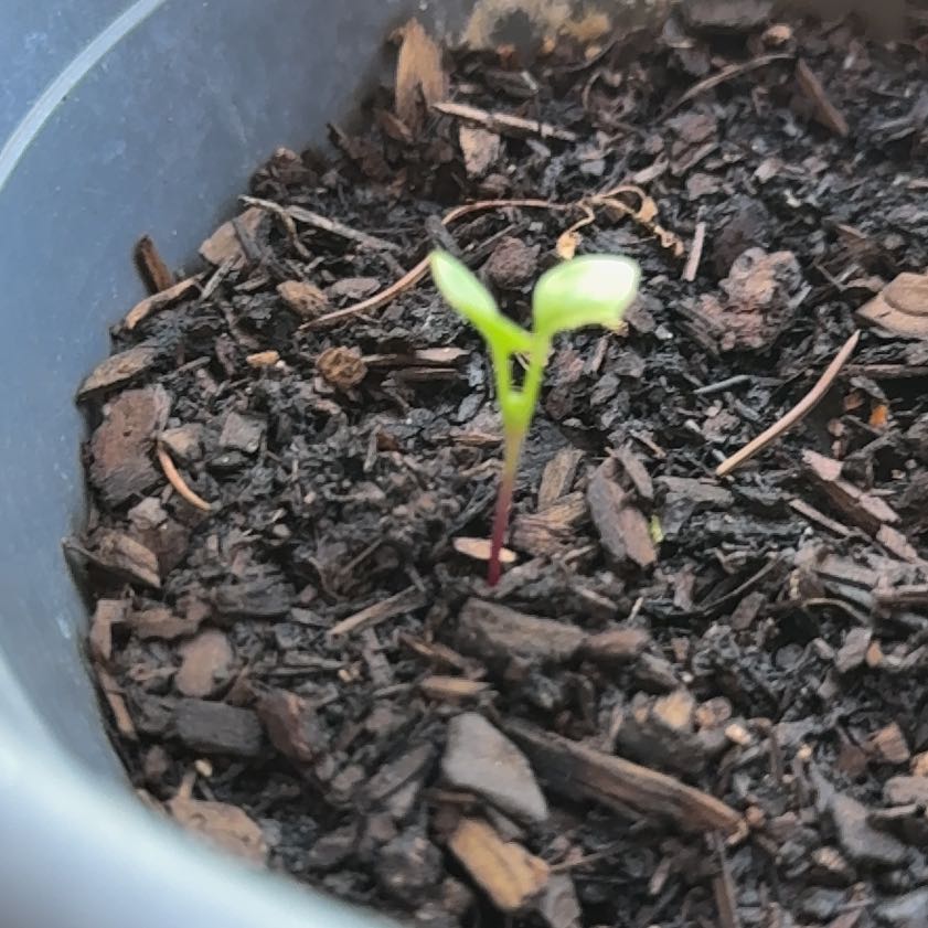 Photo of the plant species Radish by @YesBeans11 named Rosa on Greg, the plant care app