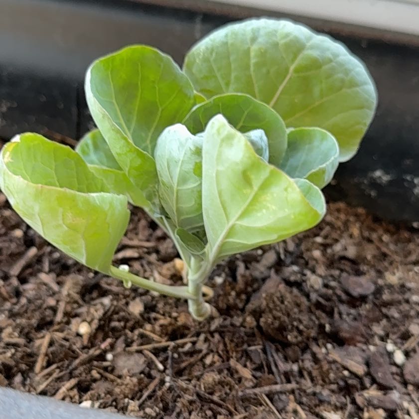 Photo of the plant species Brussel Sprout by @YesBeans11 named Harry on Greg, the plant care app