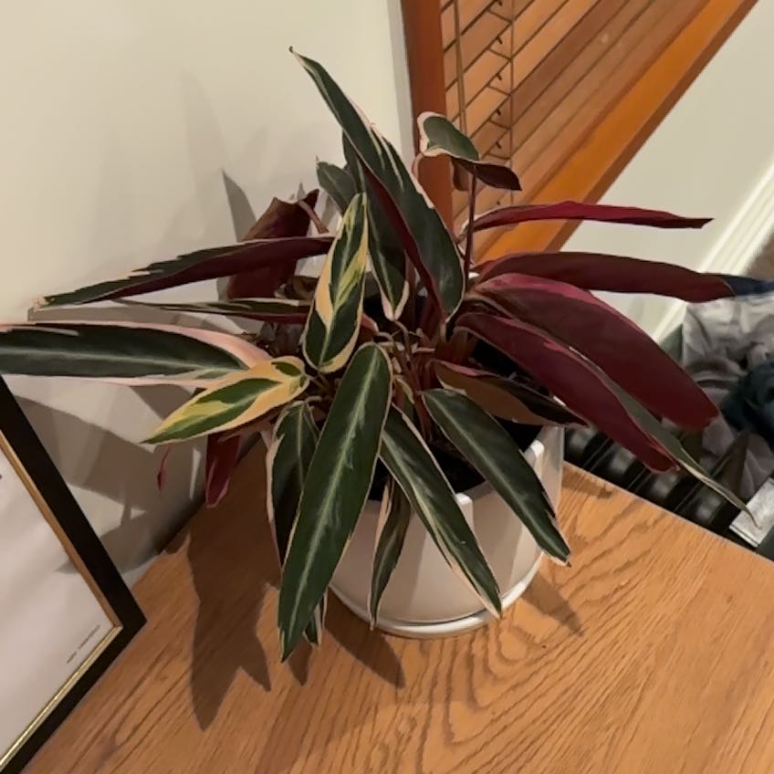 Photo of the plant species Stromanthe sanguinea 'Tricolor' by @JoyfulRedcap46 named Nithin on Greg, the plant care app