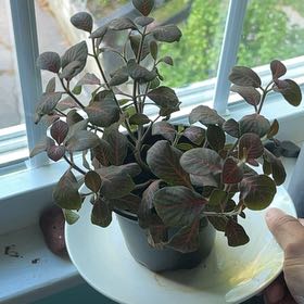 Photo of the plant species Red Vein by @FitAlmond49 named Toni on Greg, the plant care app