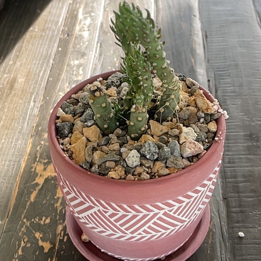 Photo of the plant species Brittle Prickly Pear by @SereneRossavens named Prick on Greg, the plant care app