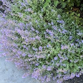 Photo of the plant species Northern Shorewort by @DignifiedSalsa named Surya on Greg, the plant care app