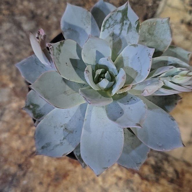 Photo of the plant species Giant Chalk Dudleya by @KingpinGalega50 named Keanu Leaves on Greg, the plant care app