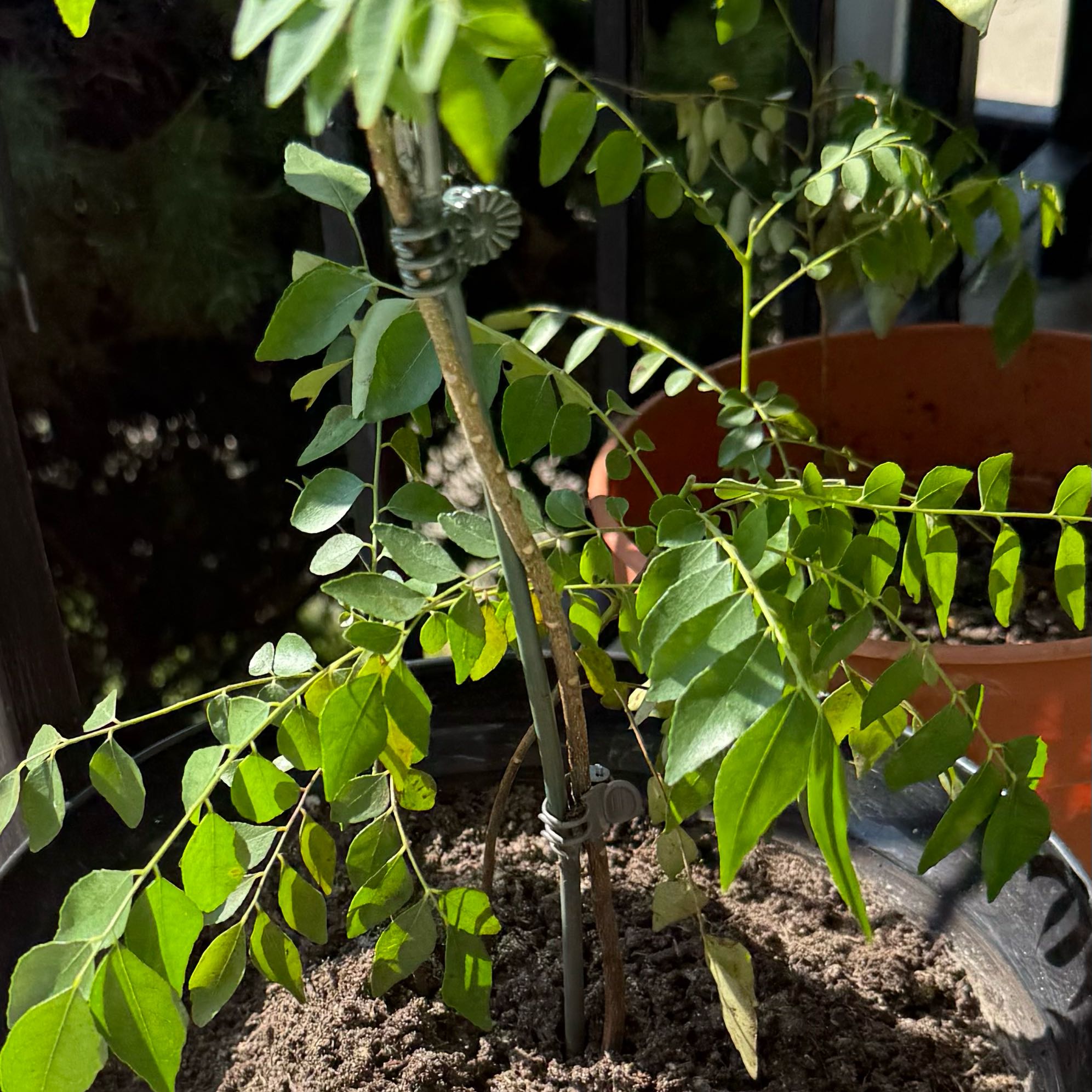 Photo of the plant species Curry Tree by @WarmPecan2 named Hamilton on Greg, the plant care app