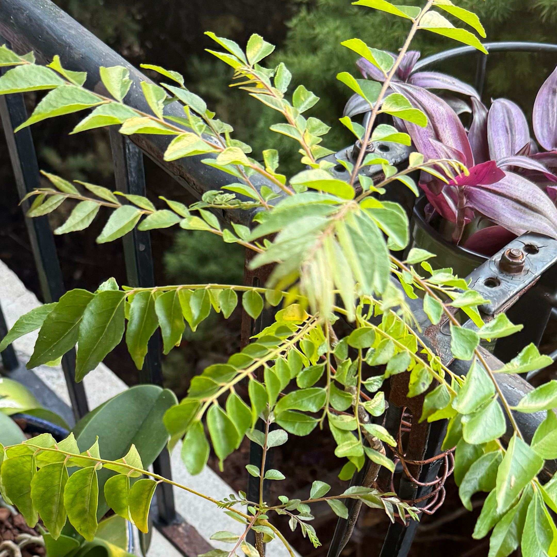Photo of the plant species Curry Tree by @WarmPecan2 named Sahara on Greg, the plant care app