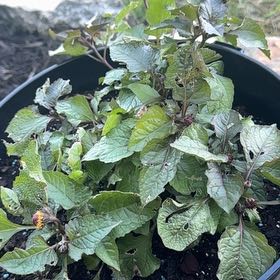 Photo of the plant species Toothache Plant by @YardLemontree63 named Tini on Greg, the plant care app