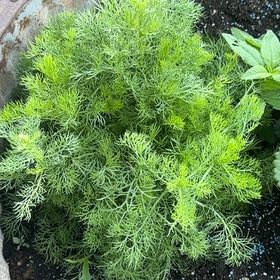 Photo of the plant species Chamomile by @YardLemontree63 named Callie on Greg, the plant care app