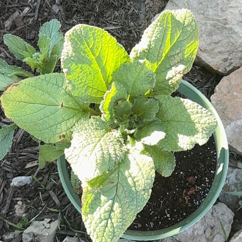 Photo of the plant species Borage by @YardLemontree63 named Boris on Greg, the plant care app