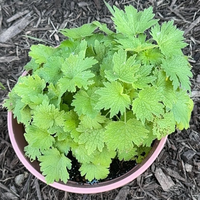 Photo of the plant species Lion's Ear by @YardLemontree63 named Mya on Greg, the plant care app