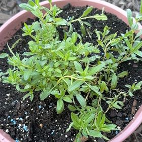 Photo of the plant species Red Hyssop by @YardLemontree63 named Xena on Greg, the plant care app