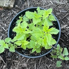 Photo of the plant species Hoary Stinging Nettle by @YardLemontree63 named Nina on Greg, the plant care app