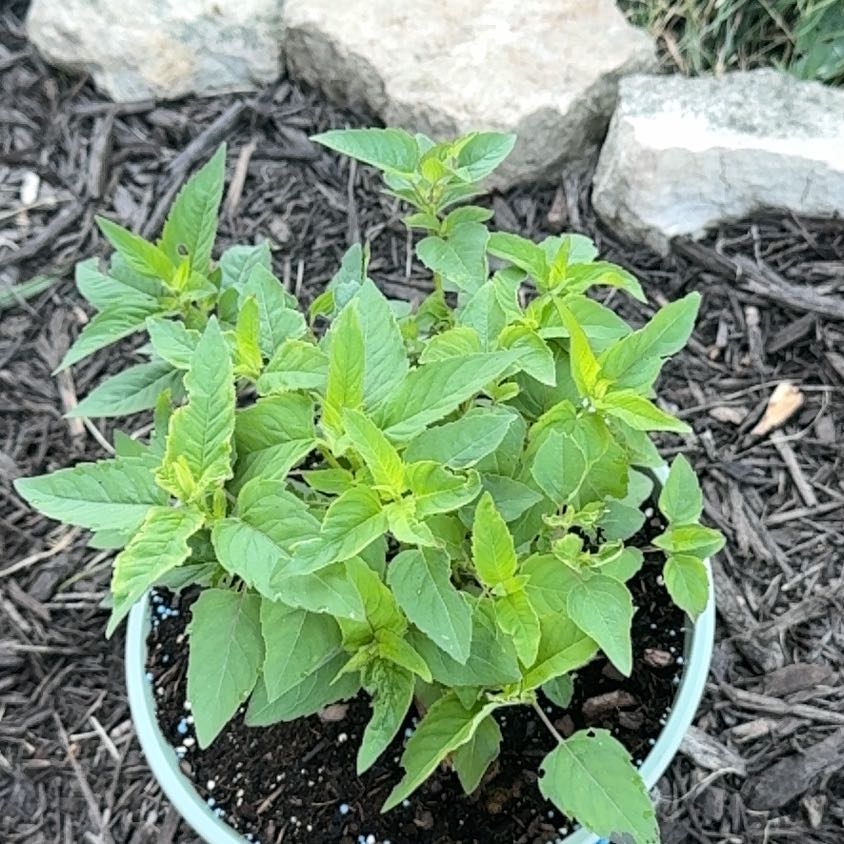 Photo of the plant species Wild Bergamot by @YardLemontree63 named Bunny on Greg, the plant care app
