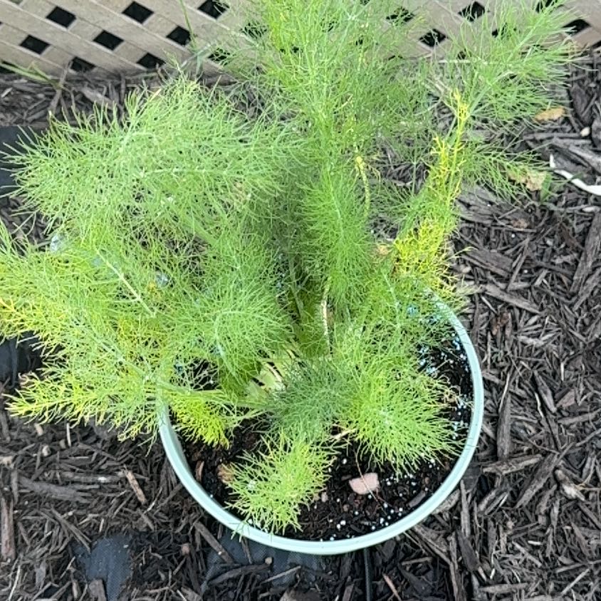 Photo of the plant species Common Fennel by @YardLemontree63 named Finn on Greg, the plant care app