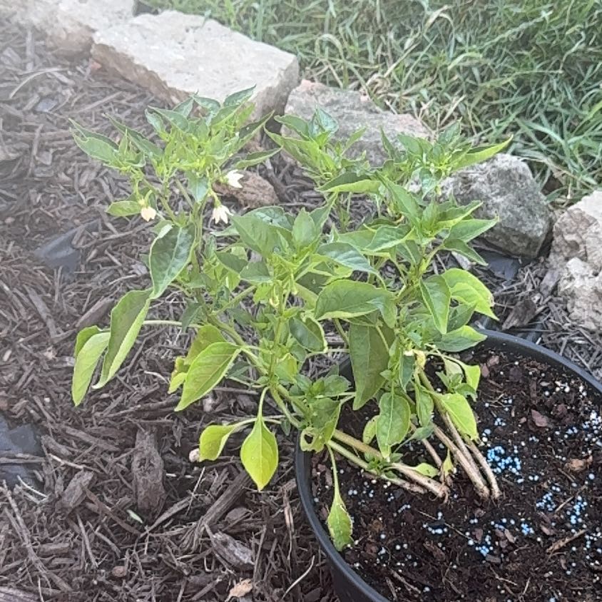 Photo of the plant species Cayenne Pepper by @YardLemontree63 named Poppy on Greg, the plant care app