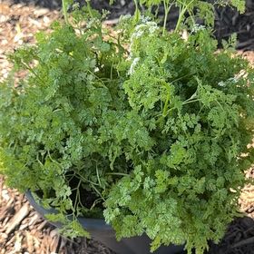 Photo of the plant species Chervil by @YardLemontree63 named Clive on Greg, the plant care app