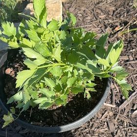 Photo of the plant species Lovage by @YardLemontree63 named Lyla on Greg, the plant care app