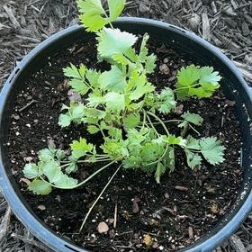 Photo of the plant species Anise by @YardLemontree63 named Annie on Greg, the plant care app
