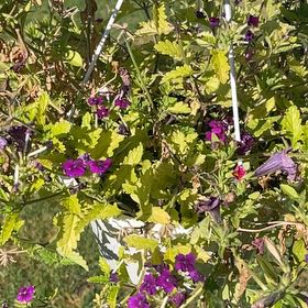 Photo of the plant species High Mallow by @TopBluehaze55 named ChloroPhil on Greg, the plant care app