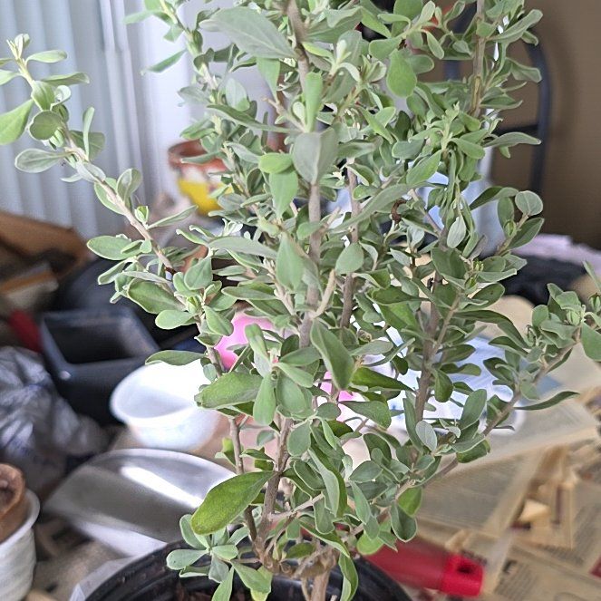 Photo of the plant species Texas Barometer Bush by @AmusingPansy named Gomez on Greg, the plant care app