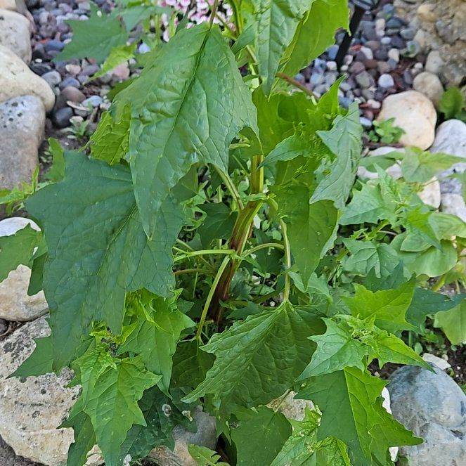 Photo of the plant species Devil's Apple by @SolidSaguaro77 named Remington on Greg, the plant care app