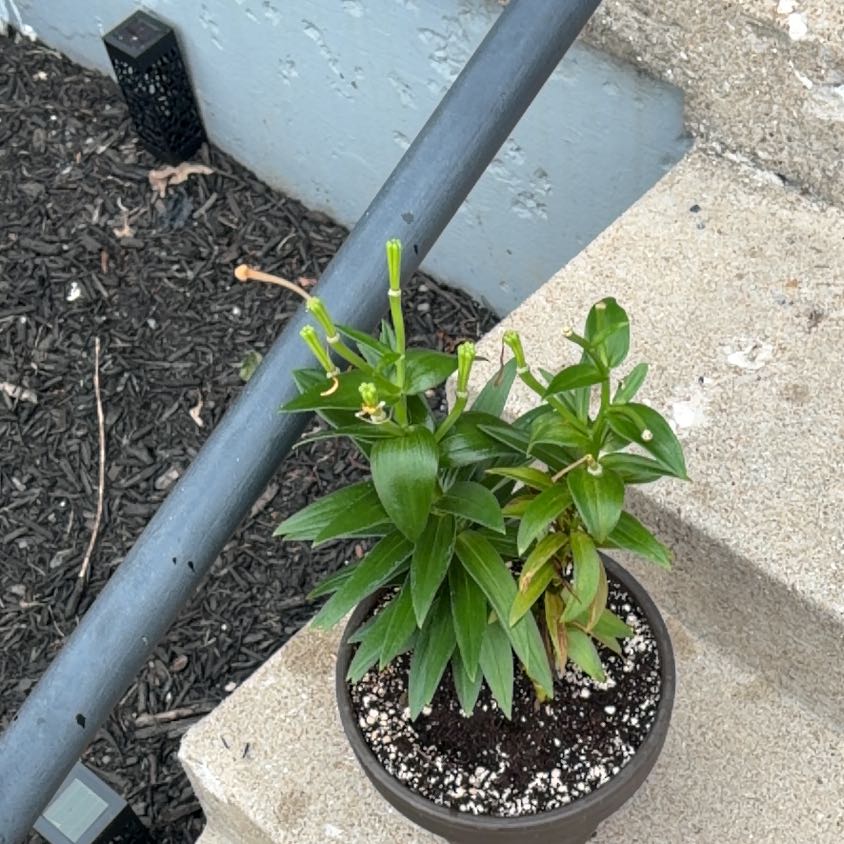 Photo of the plant species Orange Lily by @YokeSalsa22 named Bruce Lee on Greg, the plant care app
