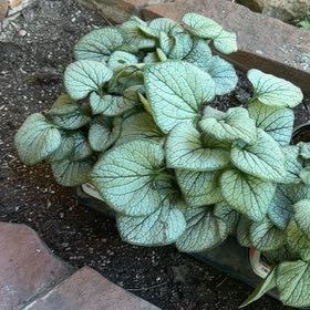 Photo of the plant species Brunnera Macrophylla by @SelectCat75 named Apollo on Greg, the plant care app