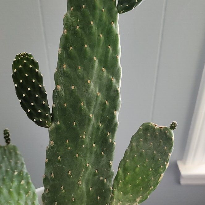 Photo of the plant species Woolyjoint Prickly Pear by @UptodatePecan39 named Cowboy on Greg, the plant care app