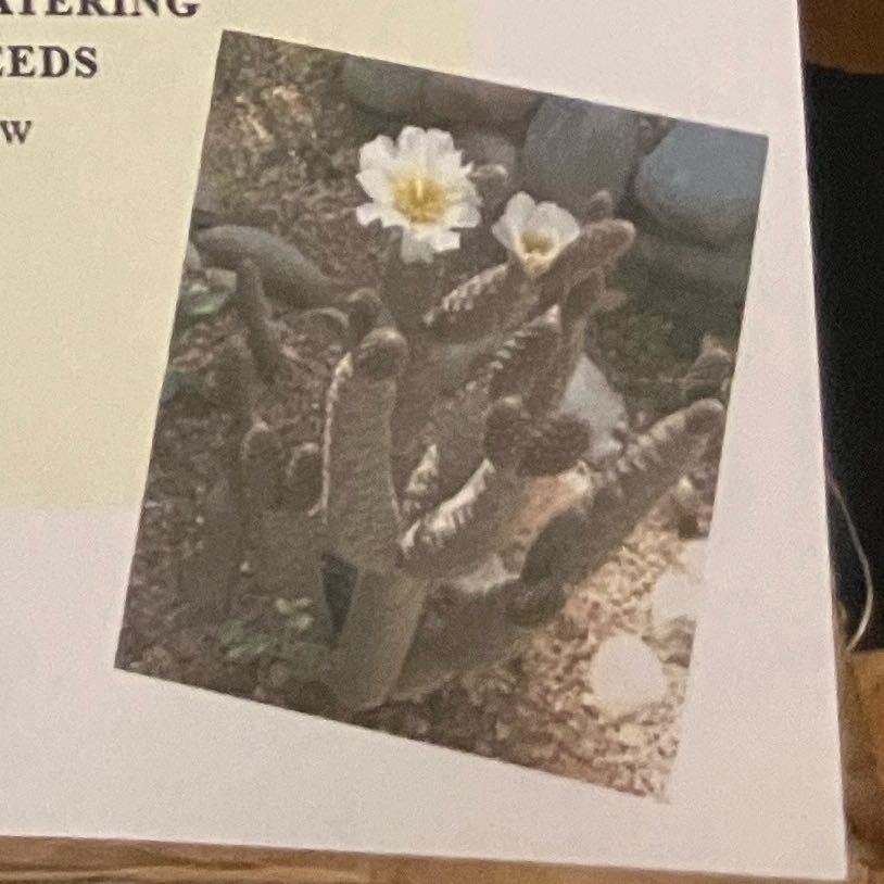 Photo of the plant species Tephrocactus Articulatus by @Blackgirlgarden named Bella on Greg, the plant care app