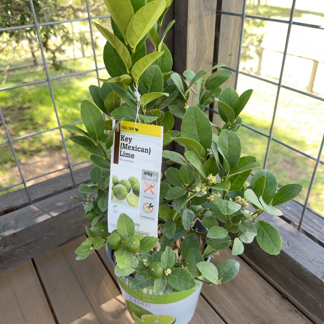 Photo of the plant species Key Lime Tree by @BraveRosarypea named Tupot amaroot on Greg, the plant care app