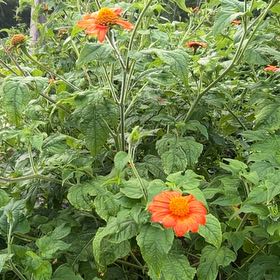 Photo of the plant species Mexican Sunflower by @ZingLaceyoak45 named Coco on Greg, the plant care app