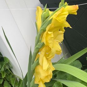 Photo of the plant species Gladiolus Communis by @ZingLaceyoak45 named Muhammad Ali on Greg, the plant care app