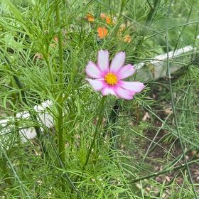 Photo of the plant species Garden Cosmos by @ZingLaceyoak45 named Michelle Branch on Greg, the plant care app