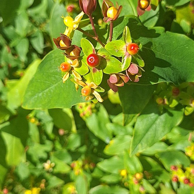Photo of the plant species Hypericum Androsaemum by @FacileRedrose61 named Bella on Greg, the plant care app