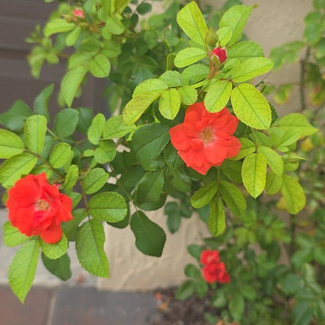 Photo of the plant species Beach Rose by @TenderWhitesage named Leaf Erickson on Greg, the plant care app
