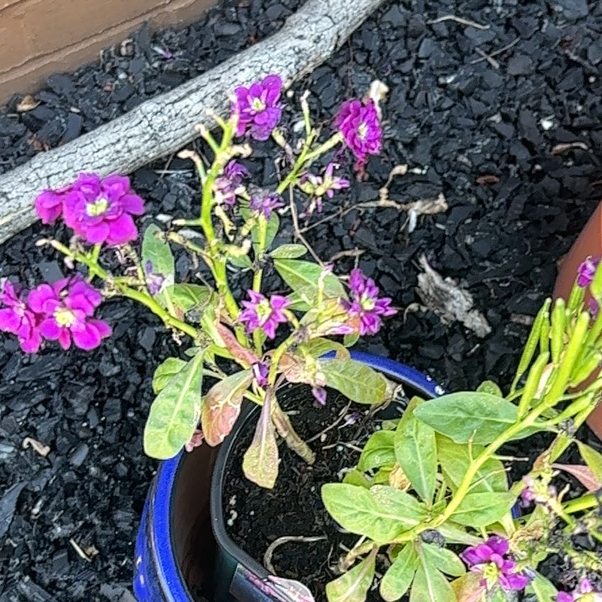 Photo of the plant species Brompton Stock by @UprightPandan68 named Kobe on Greg, the plant care app