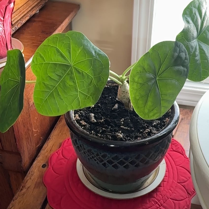 Photo of the plant species Buddha Belly Plant by @HumbleArugula named Marley on Greg, the plant care app